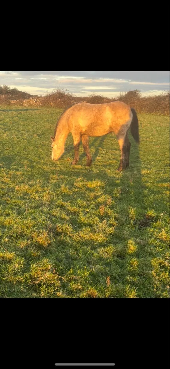 Foals for sale - Image 1