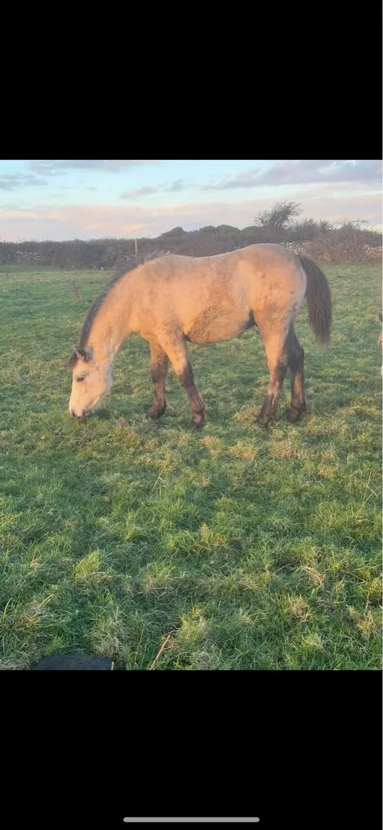 Foals for sale - Image 2