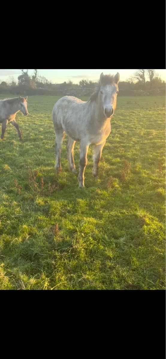 Foals for sale - Image 3