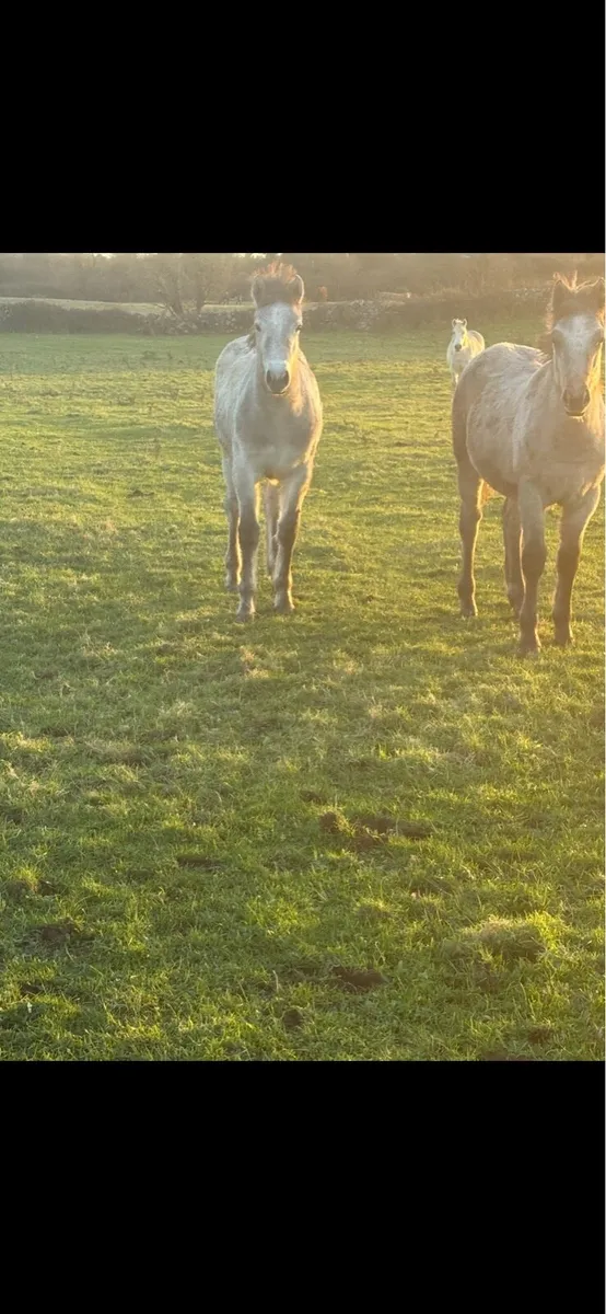 Foals for sale - Image 4