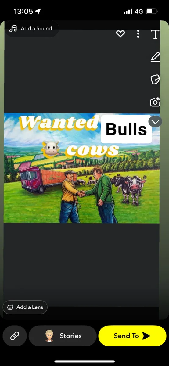 We buy all types of cattle