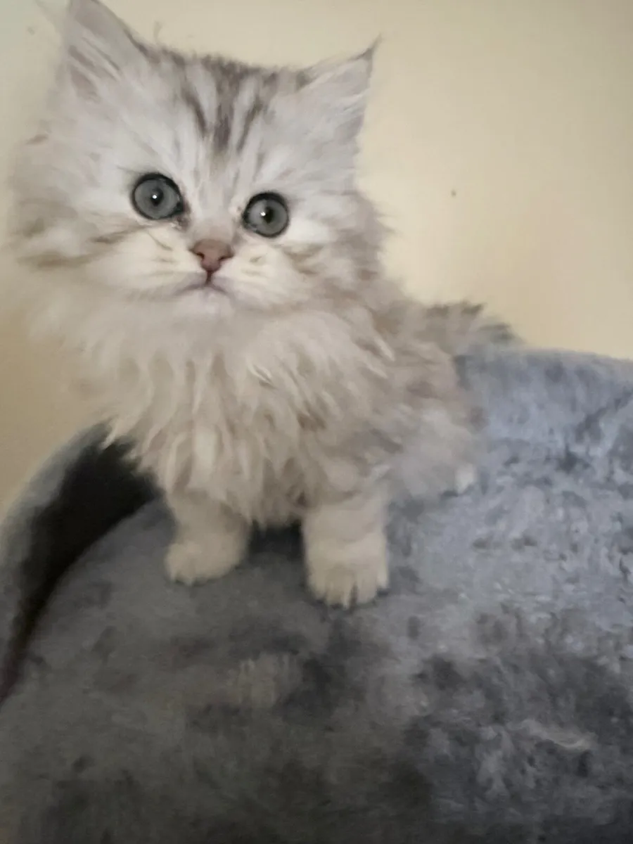 Long-haired silver tabby cat - Image 1
