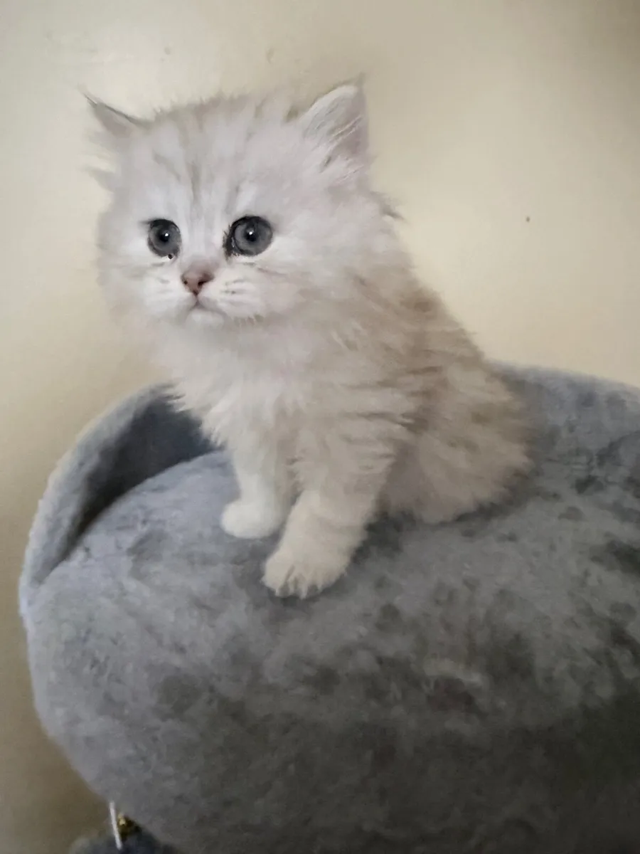 Long-haired silver tabby cat - Image 2