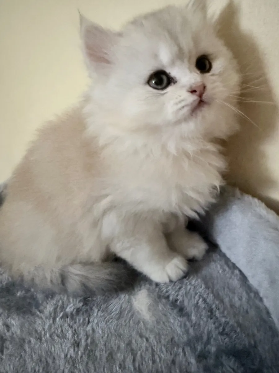 Long-haired silver tabby cat - Image 3