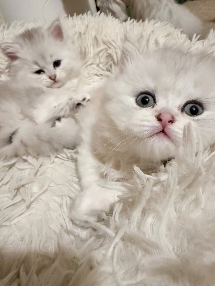 Long-haired silver tabby cat - Image 4