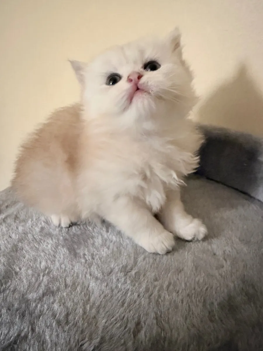 Beautiful British  longhair - Image 2