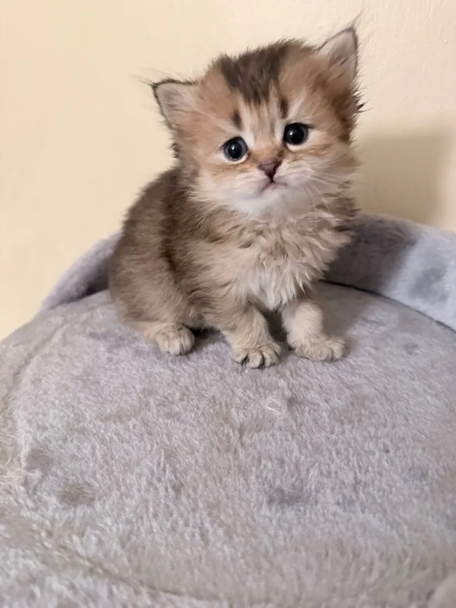Beautiful British  longhair - Image 4