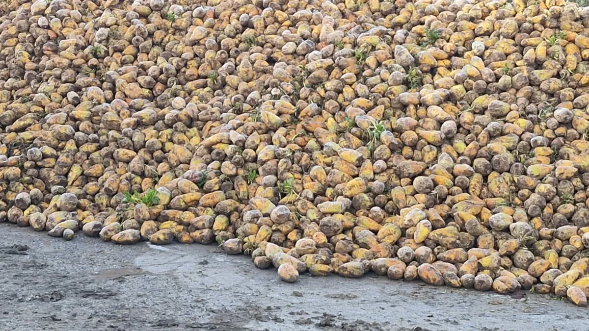 Bangor fodder beet - Image 1