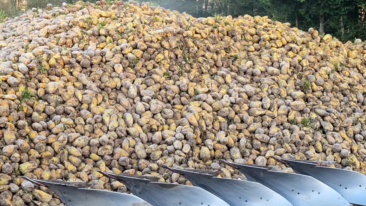 Bangor fodder beet - Image 2