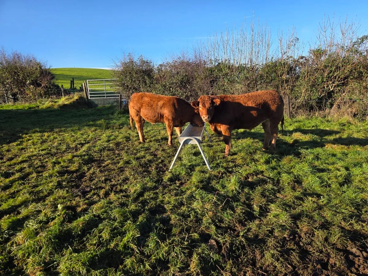 12 super limousin Bullocks - Image 2