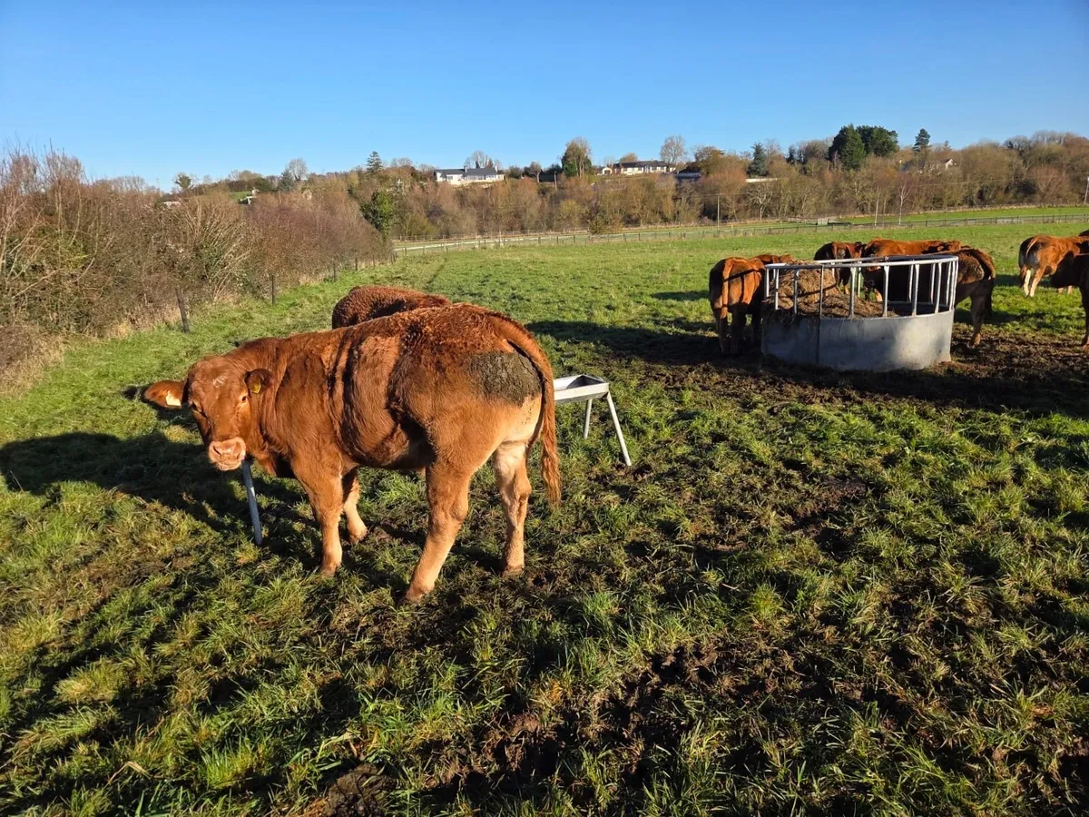 12 super limousin Bullocks - Image 1
