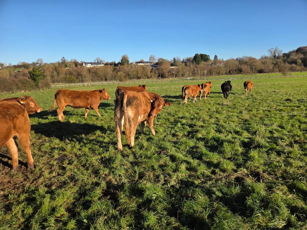 12 super limousin Bullocks - Image 3