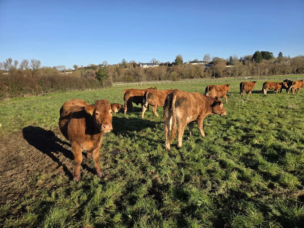 12 super limousin Bullocks - Image 4