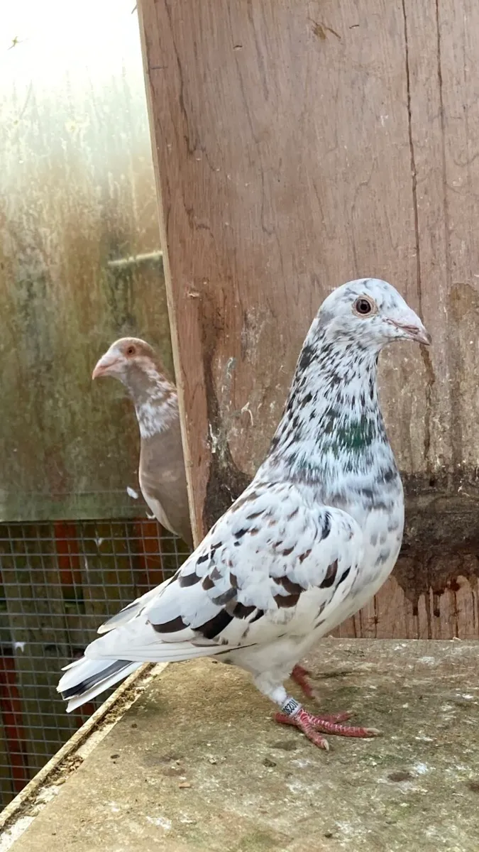 Coloured homer pigeons - Image 1