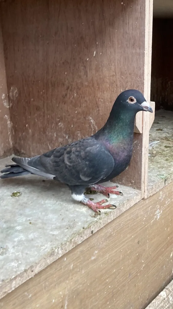 Coloured homer pigeons - Image 2