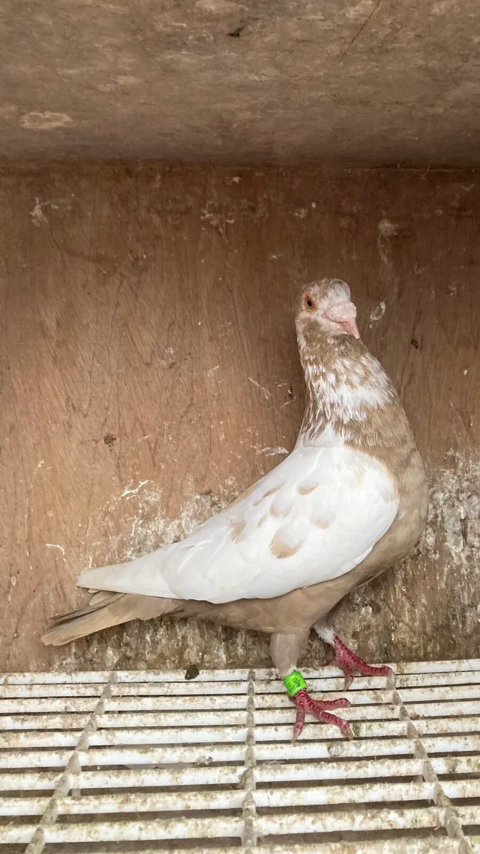 Coloured homer pigeons - Image 3