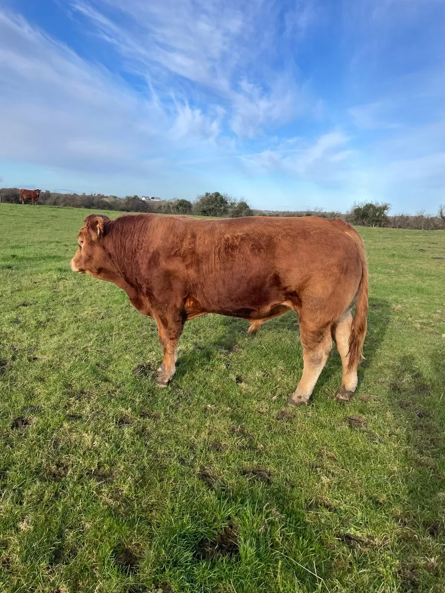 PBR limousine bull for Gort mart 27/11/25 - Image 1