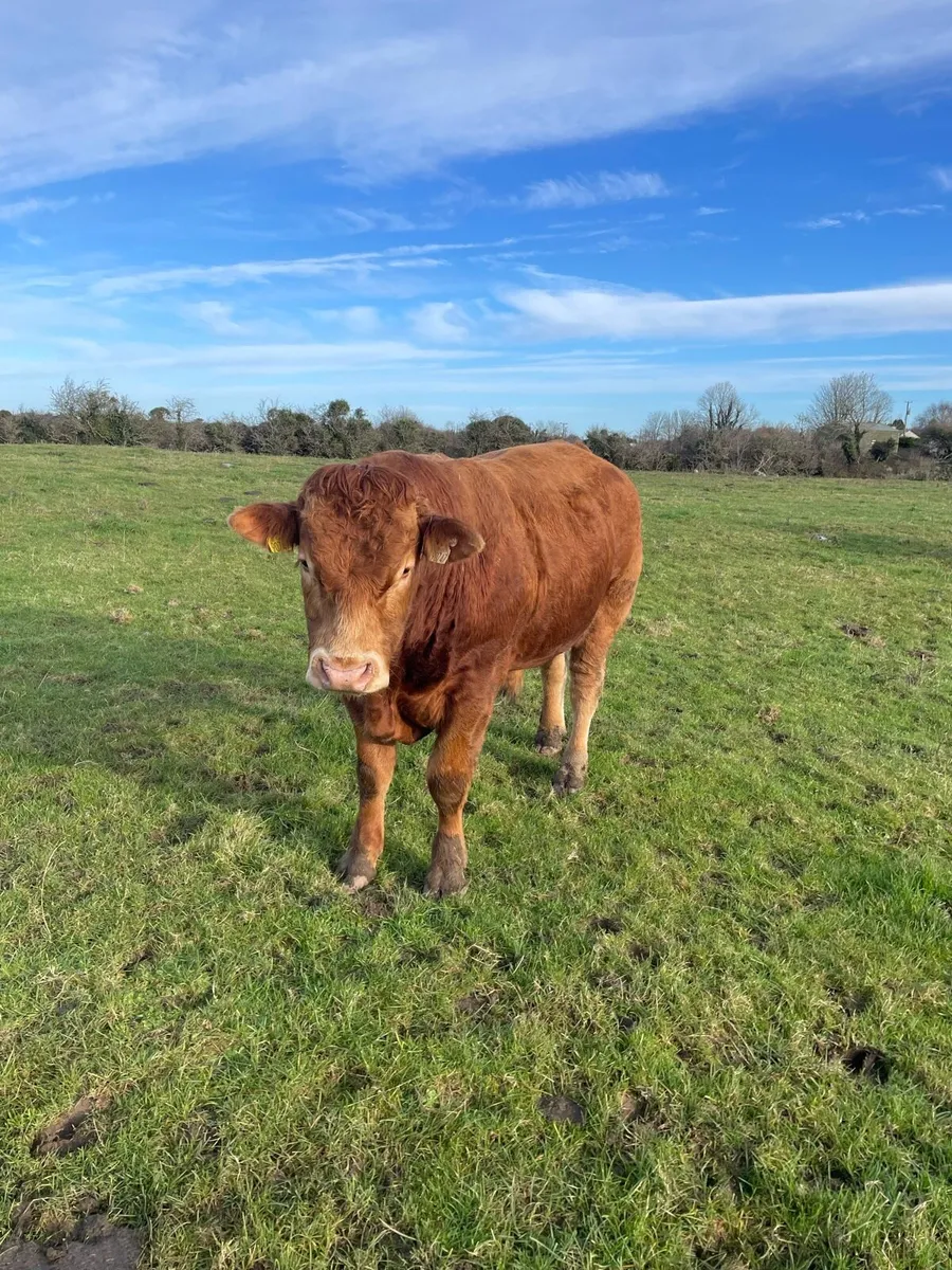 PBR limousine bull for Gort mart 27/11/25 - Image 2