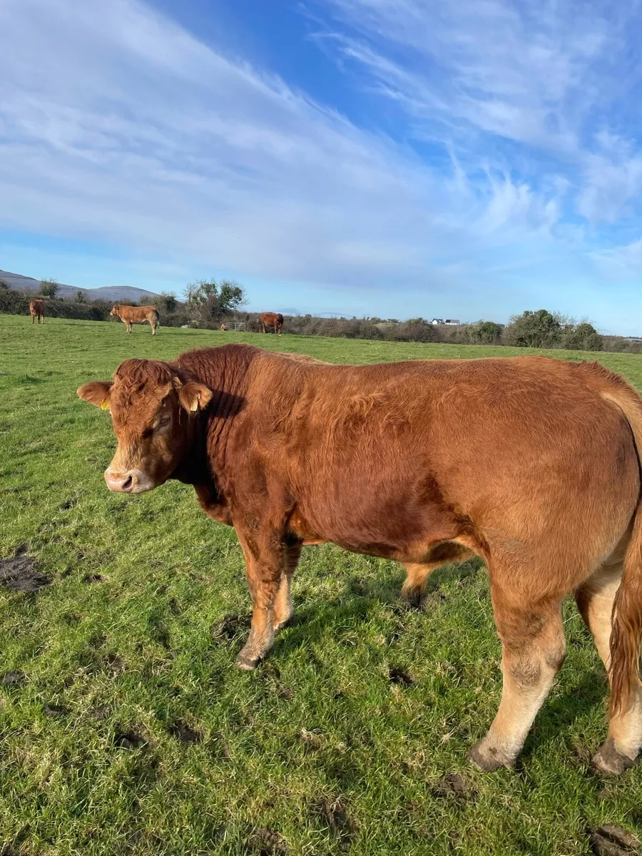 PBR limousine bull for Gort mart 27/11/25 - Image 3