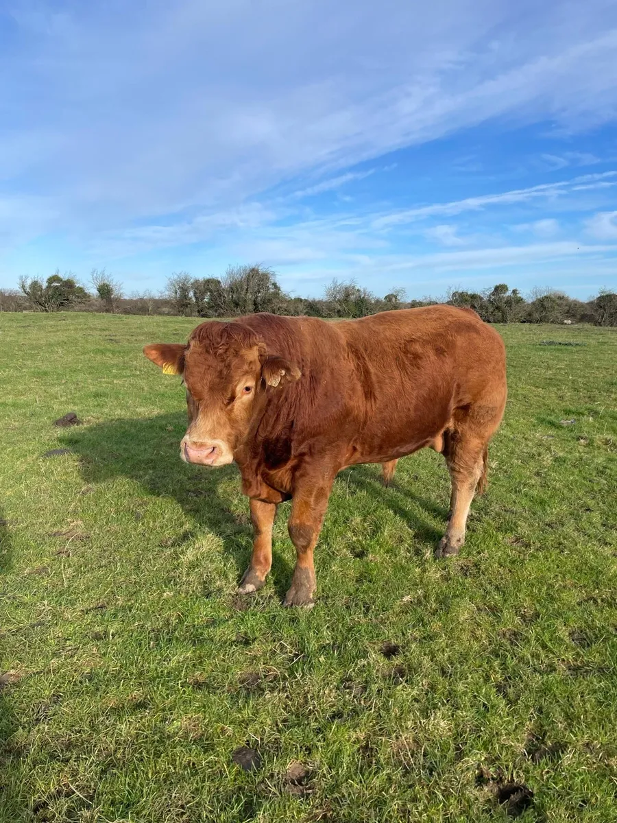 PBR limousine bull for Gort mart 27/11/25 - Image 4