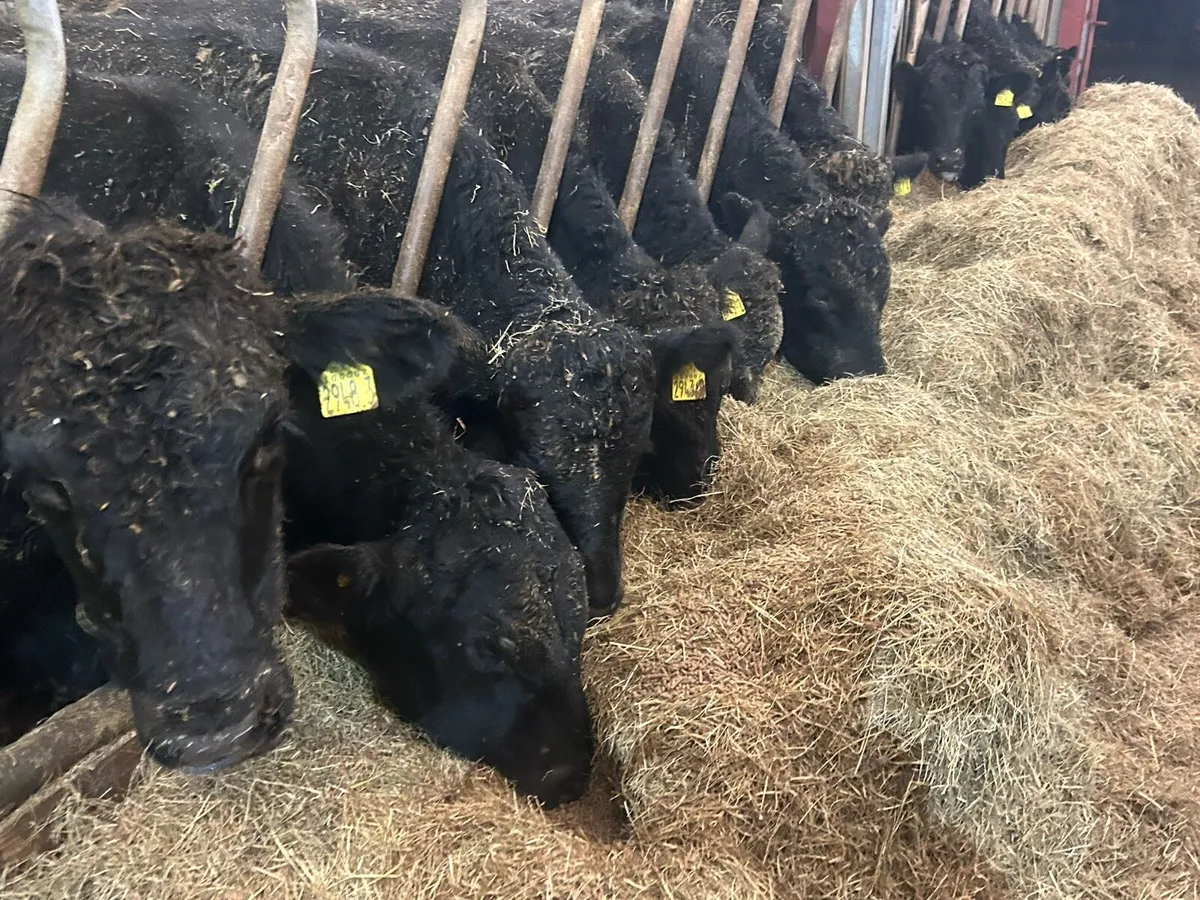 Angus Heifers/Bulls - Image 1
