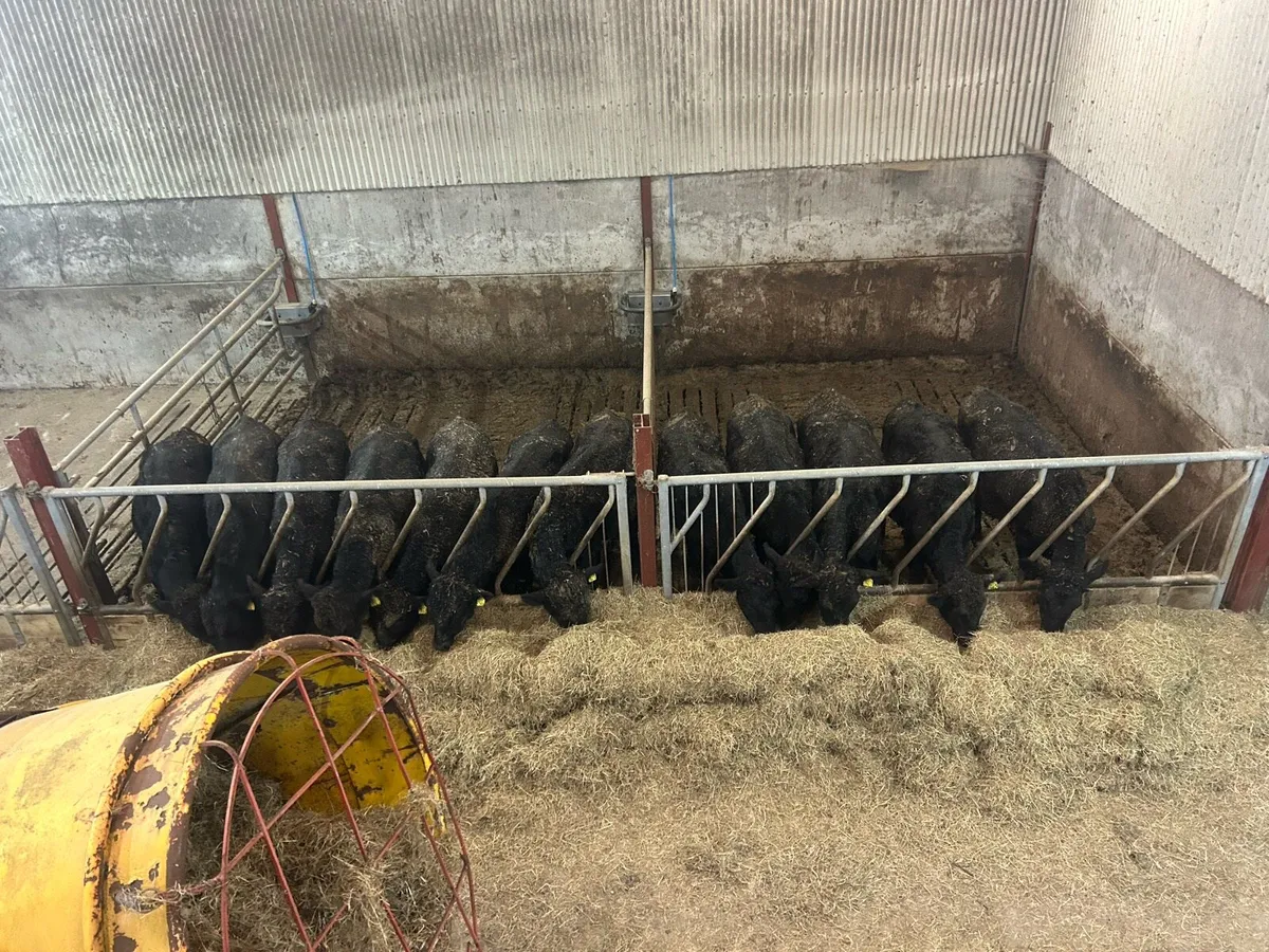 Angus Heifers/Bulls - Image 2