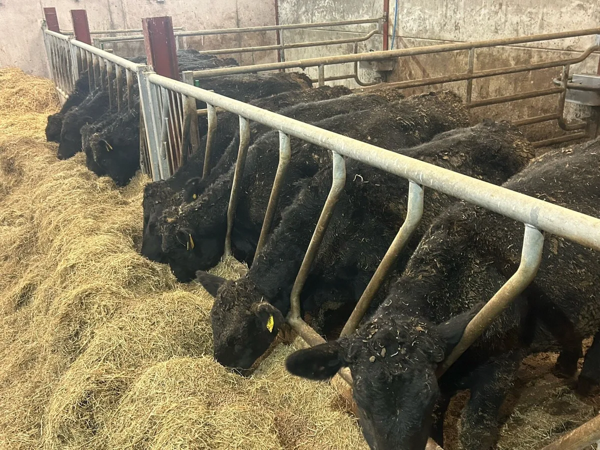 Angus Heifers/Bulls - Image 3