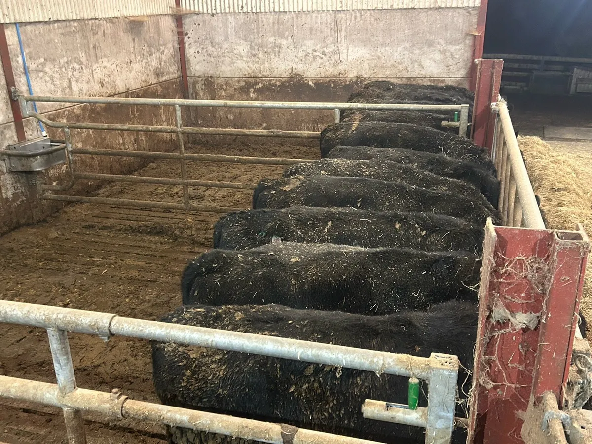 Angus Heifers/Bulls - Image 4