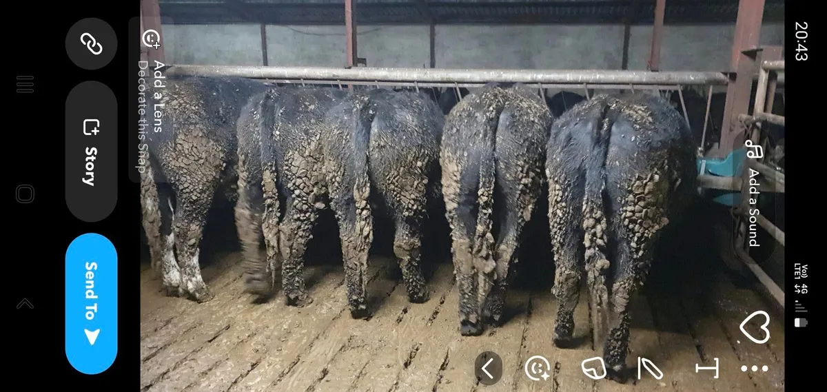 21 Angus and 10 friesan bullocks - Image 4