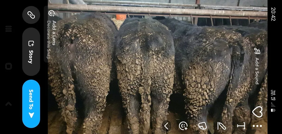 21 Angus and 10 friesan bullocks - Image 1