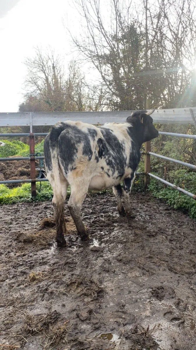 Super blue second Calver - Image 1