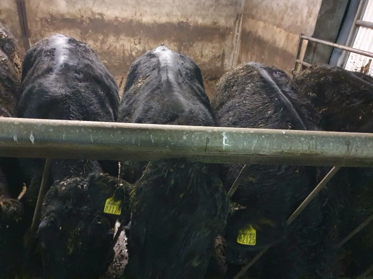 21 Angus and 10 friesan bullocks - Image 2