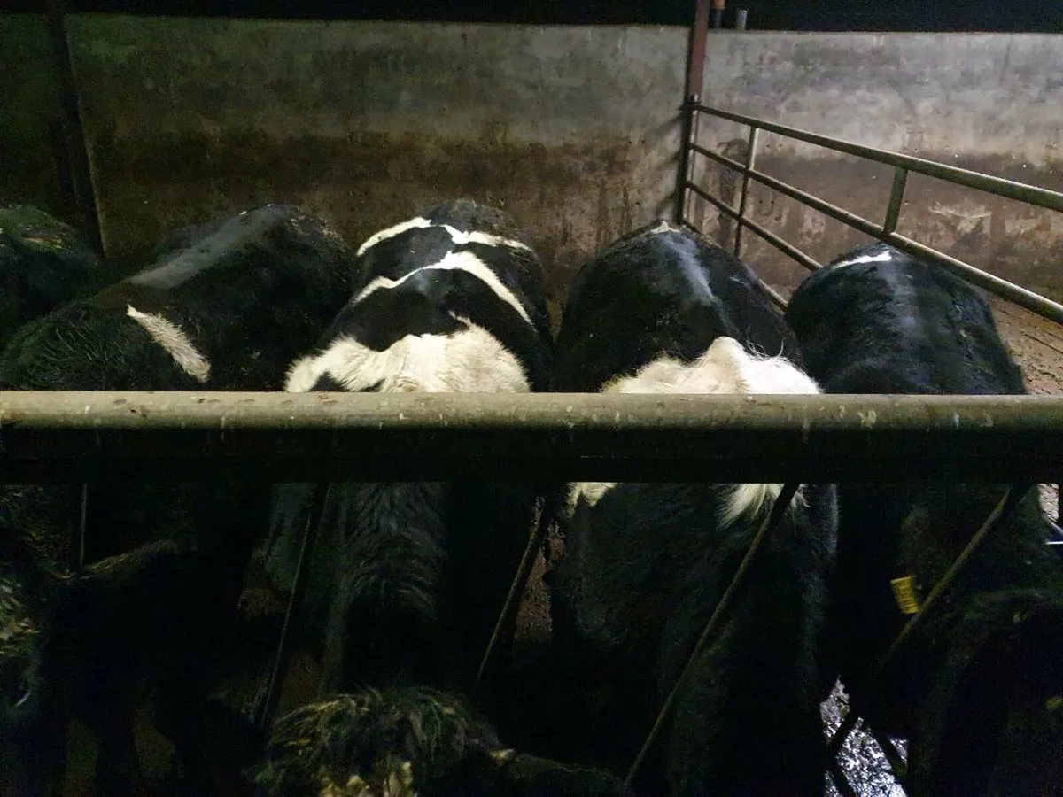 21 Angus and 10 friesan bullocks - Image 3