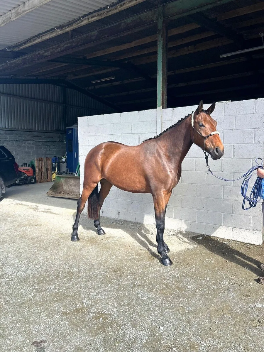 Vivant Van De Heffinck 3 year old gelding - Image 2