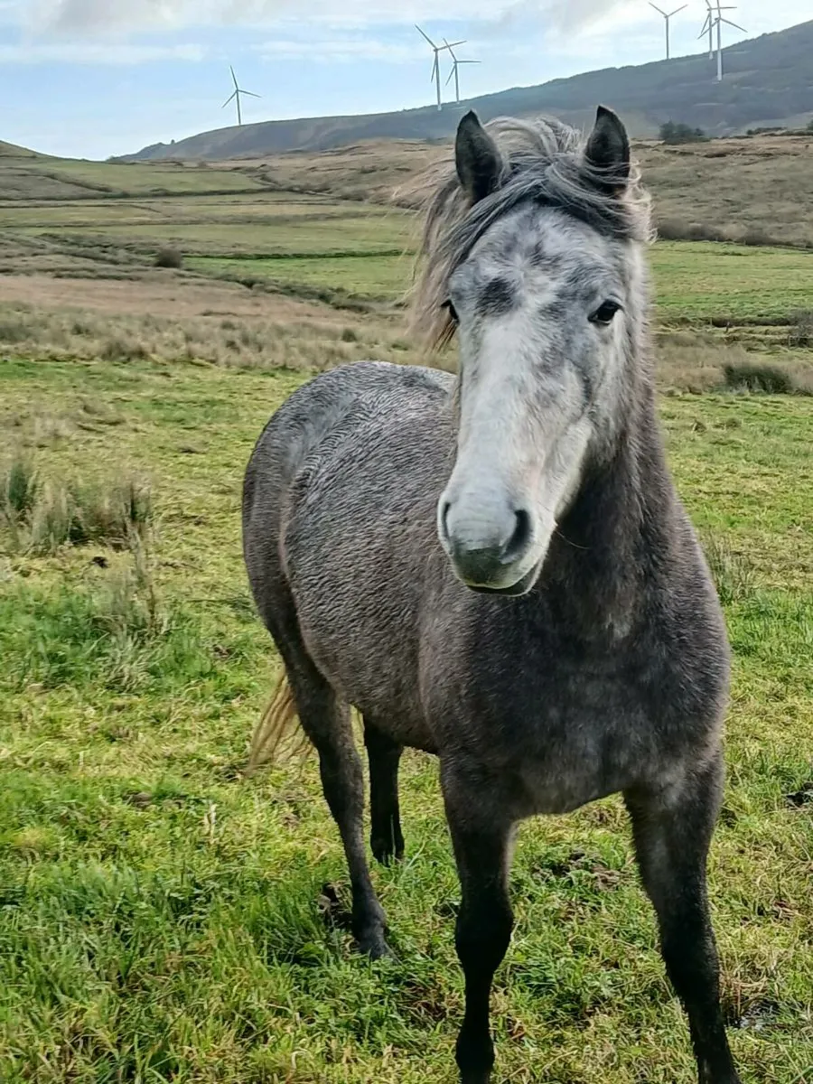 Connemara filly - Image 1