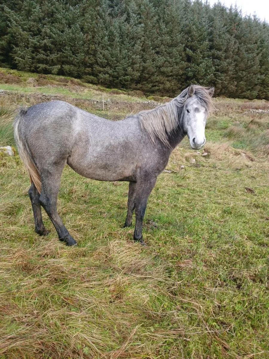 Connemara filly - Image 2