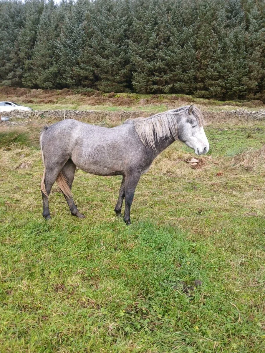 Connemara filly - Image 3