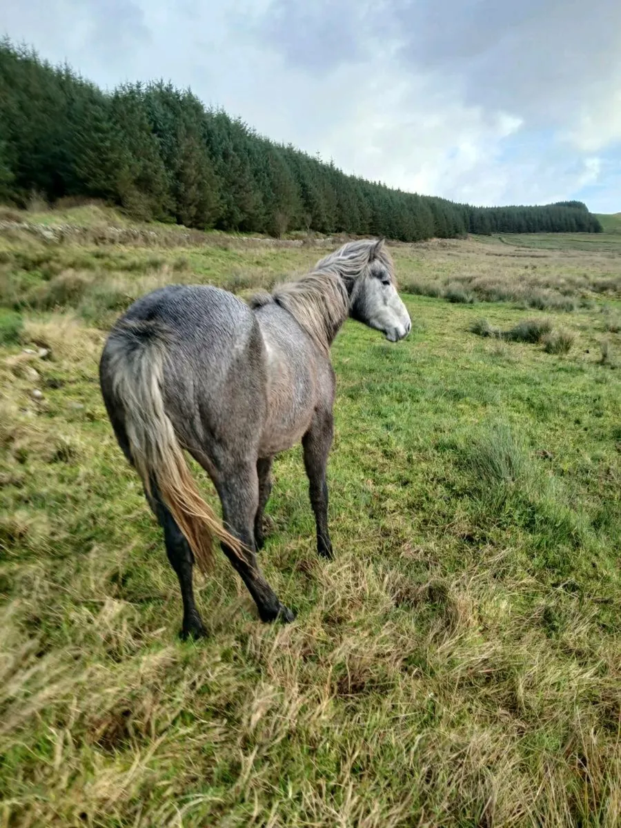 Connemara filly - Image 4