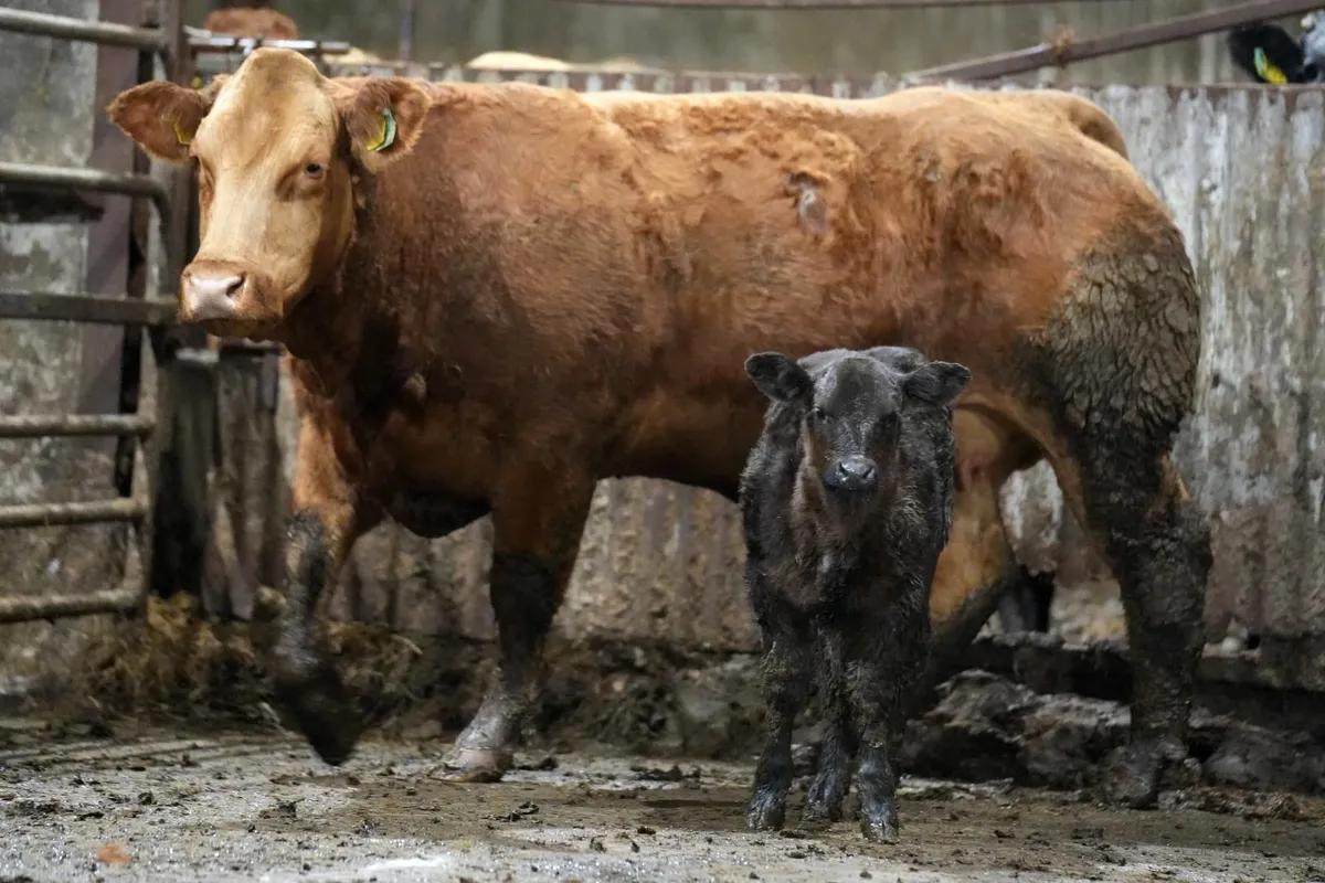 🌟 2 Show Stopper Outfits 🌟 - Image 1