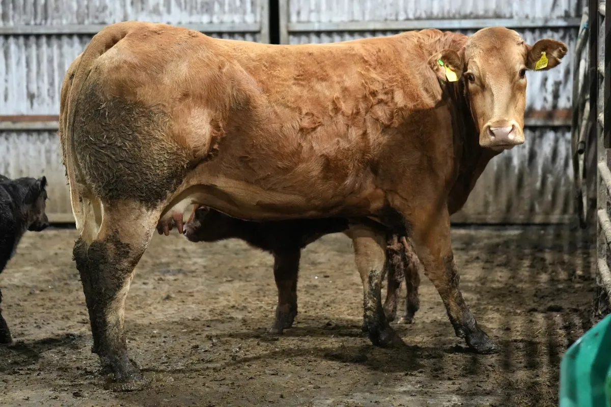 🌟 2 Show Stopper Outfits 🌟 - Image 2