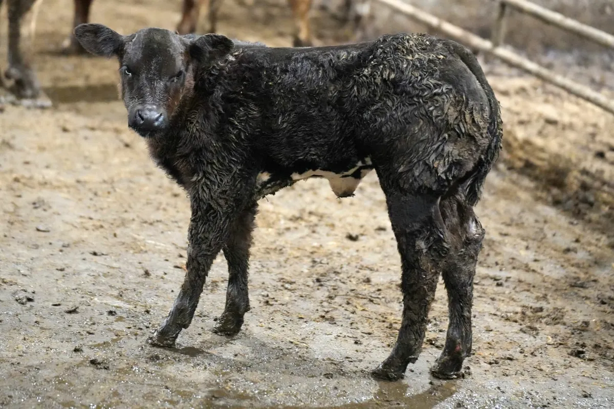 🌟 2 Show Stopper Outfits 🌟 - Image 3