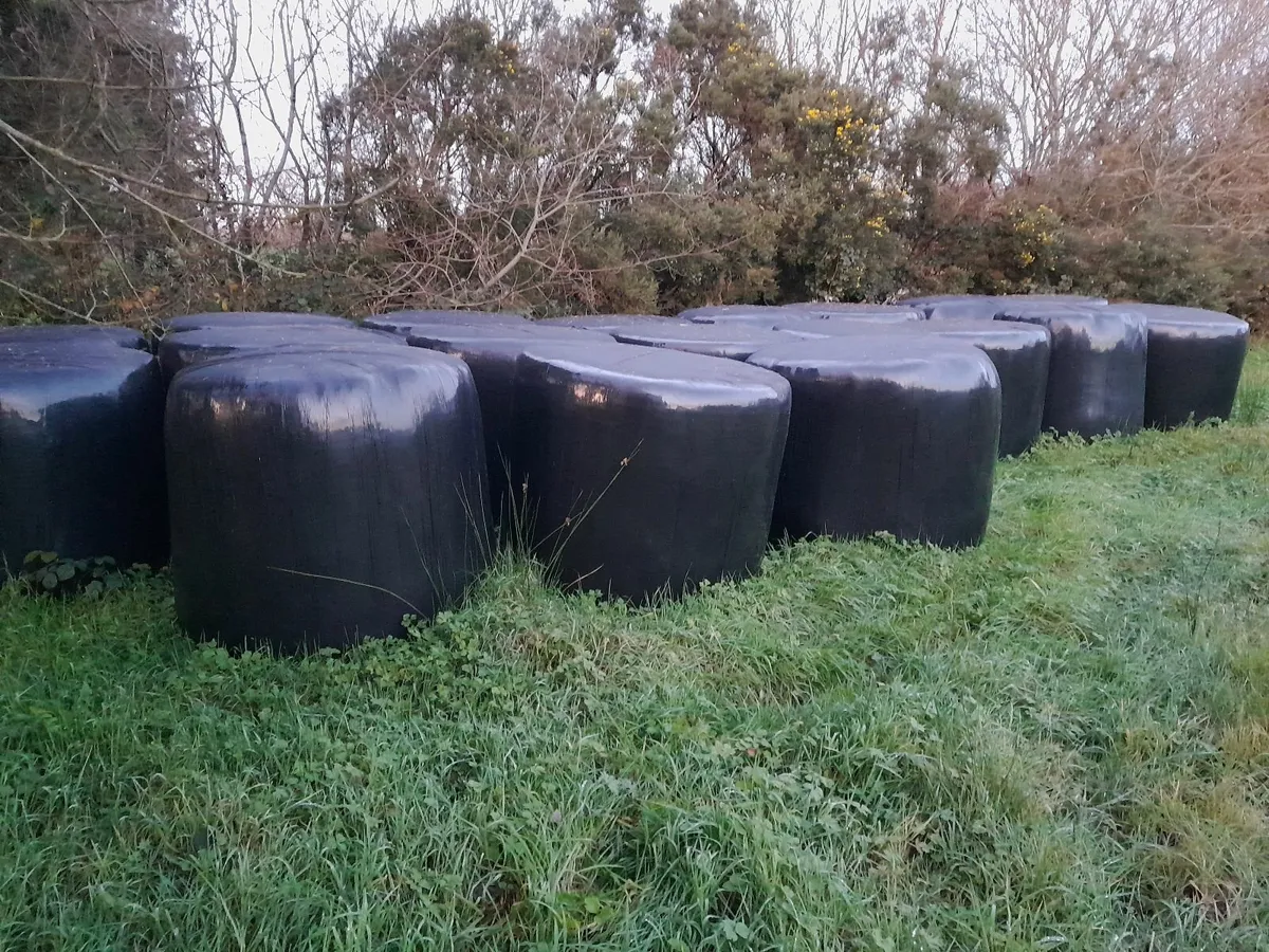 Silage Bales - Image 2
