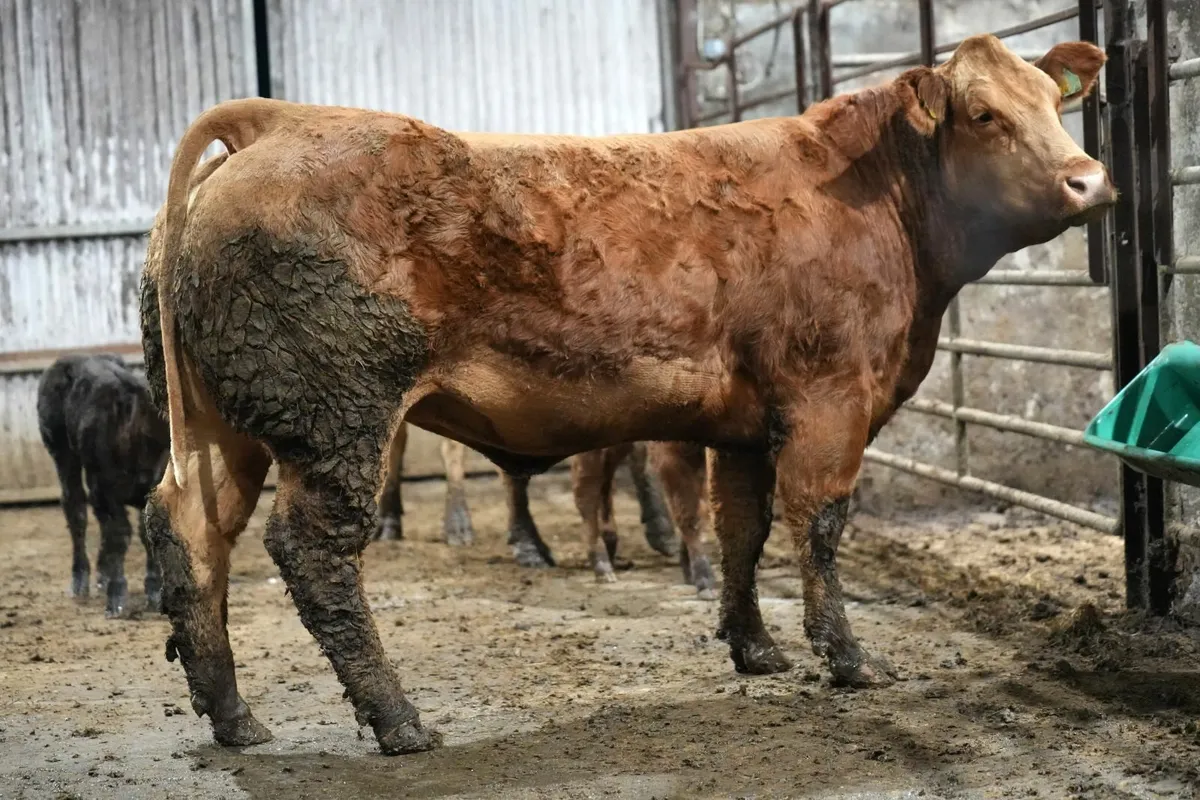 🌟 2 Show Stopper Outfits 🌟 - Image 4