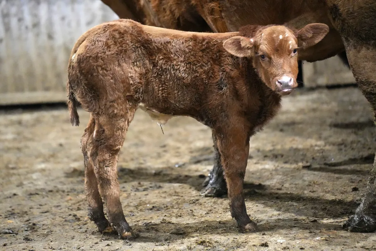 🌟 Show Stopper Outfit 🌟 - Image 3