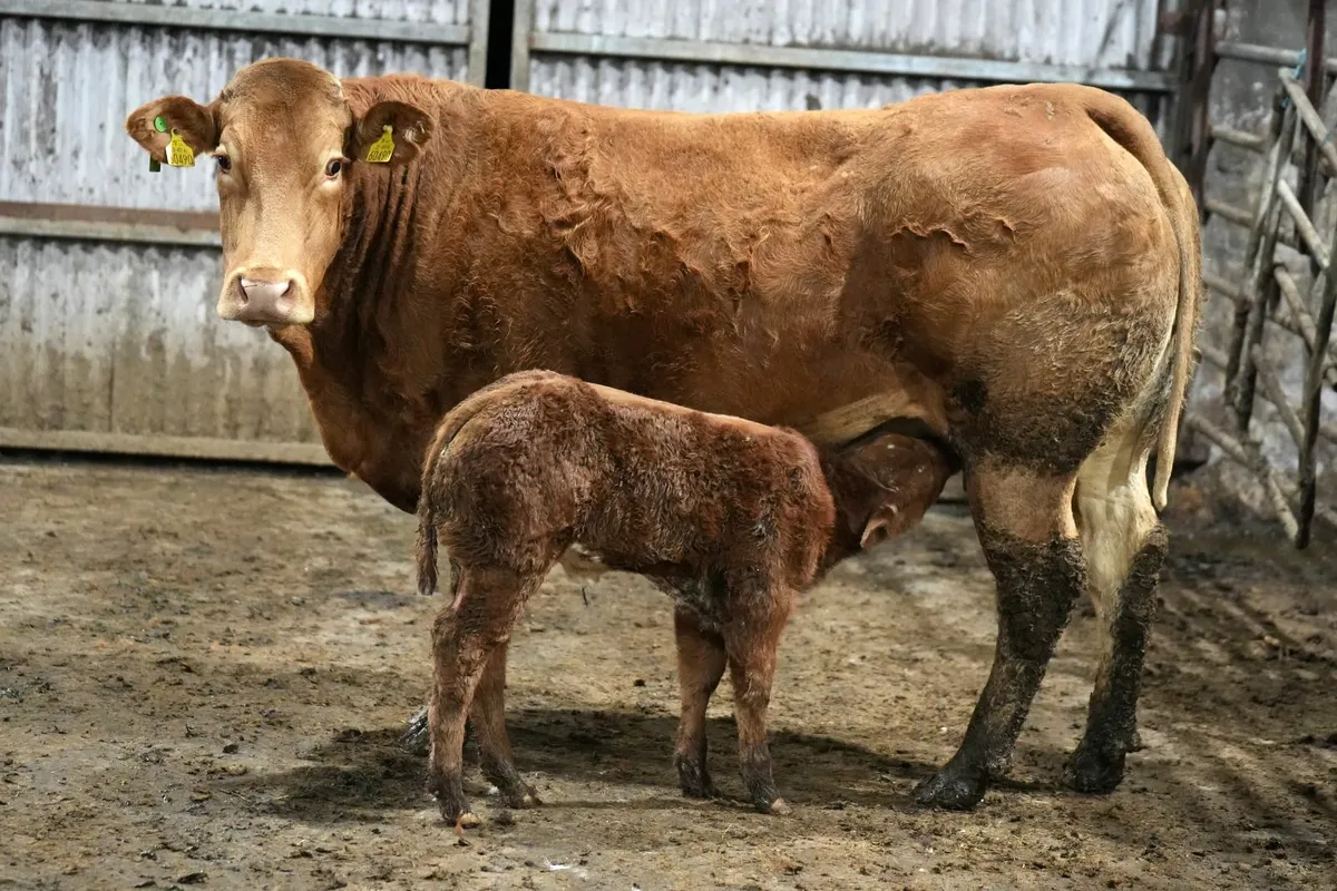 🌟 Show Stopper Outfit 🌟 - Image 4