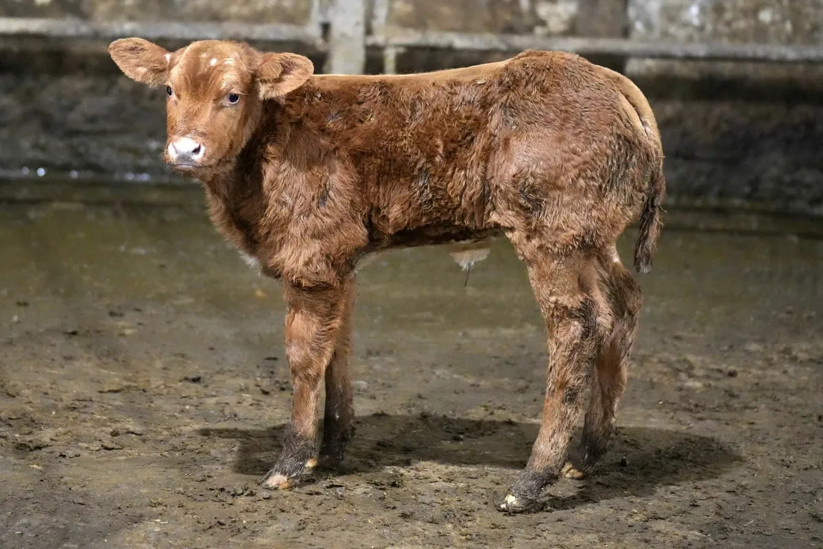 🌟 Show Stopper Outfit 🌟 - Image 1