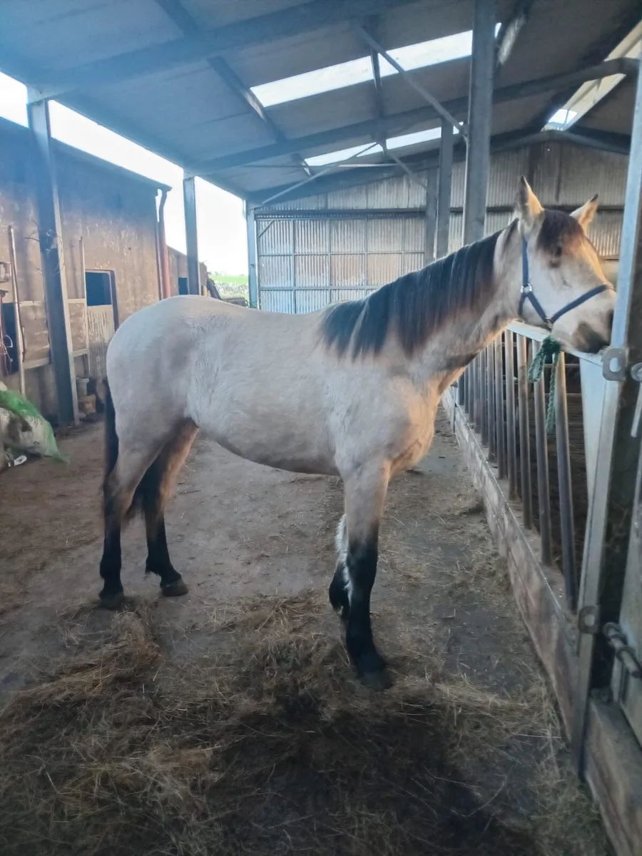 Connemara Pony - Image 2