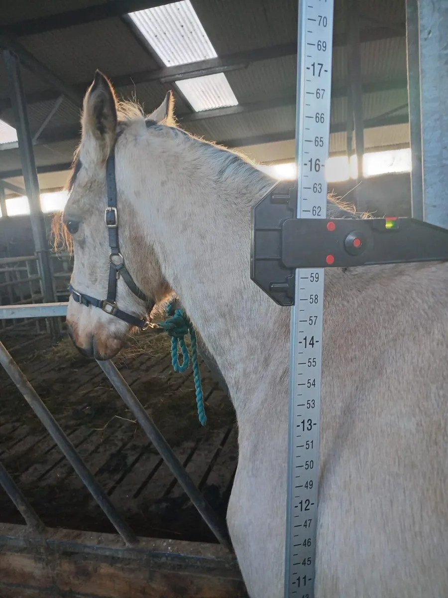 Connemara Pony - Image 4