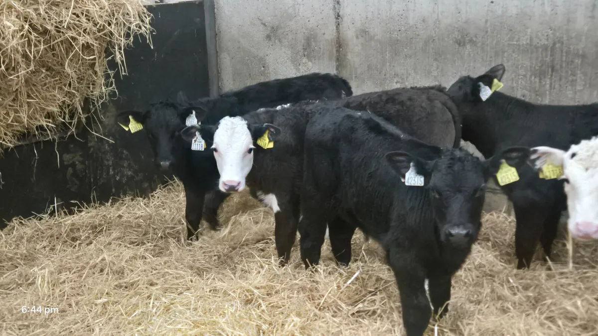 5 Super Strong bull calves for sale - Image 4