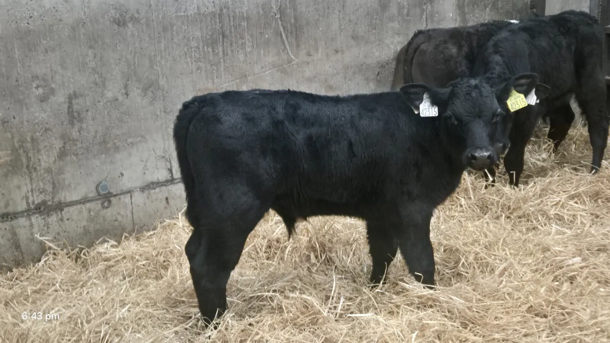 5 Super Strong bull calves for sale - Image 1